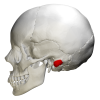 Mastoid Process Location