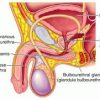 Photo of Bulbourethral Gland