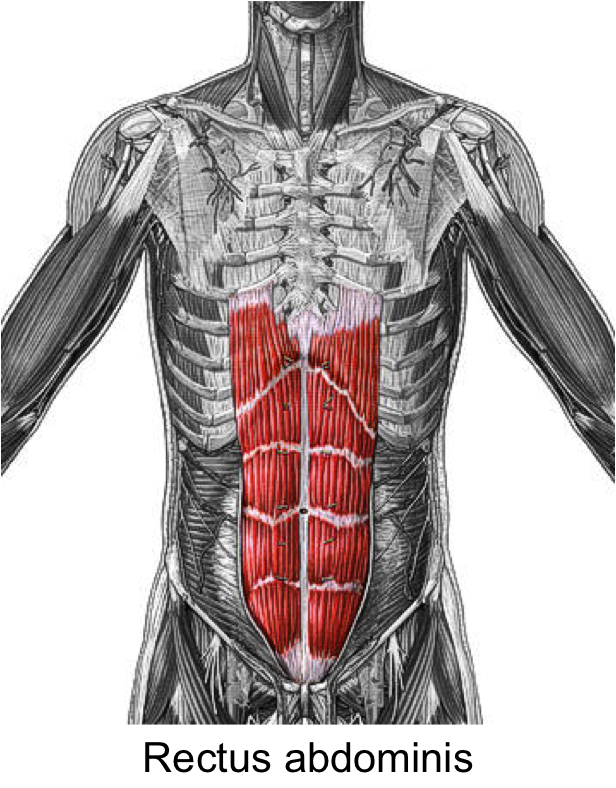 Передняя прямая мышца живота. Rectus abdominis. Musculus transversus abdominis. Musculus rectus abdominis. Прямая мышца живота анатомия.