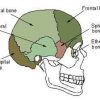 Sphenoid Bone Location