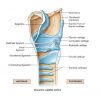 Corniculate Cartilage Location