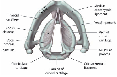 Corniculate Cartilage