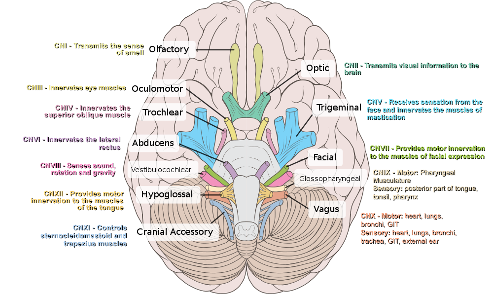 Cranial Nerves And Their Functions ZLCNZW Cranial Nerves And Their Functions ZLCNZW