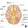 Cranial Nerves Location