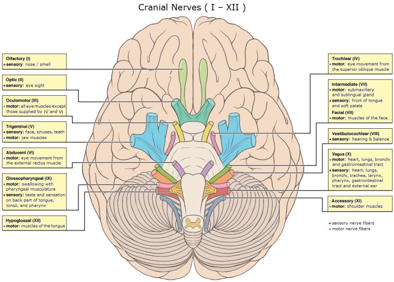 Diagram Of The Brain Nerves Images - How To Guide And Refrence