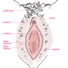 Picture of Labia Minora