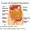 Greater Omentum Location