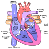 Mitral Valve Location