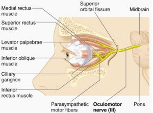 Picture of Oculomotor Nerve