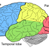 Parietal Lobe Location