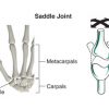 Saddle Joint Location
