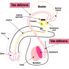 Images of Vas Deferens