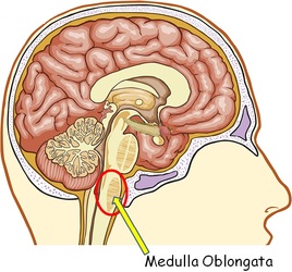 Picture of Medulla Oblongata