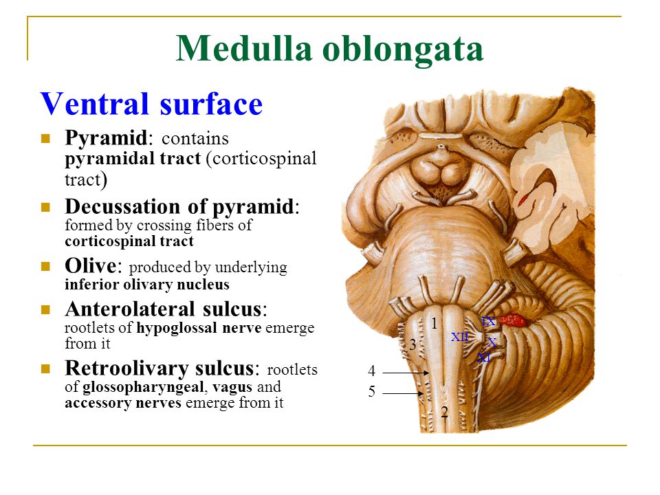 what is the role of the medulla oblongata