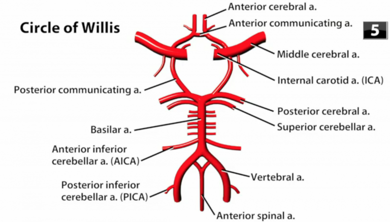 Circle of Willis - Location, Anatomy, Function and FAQs