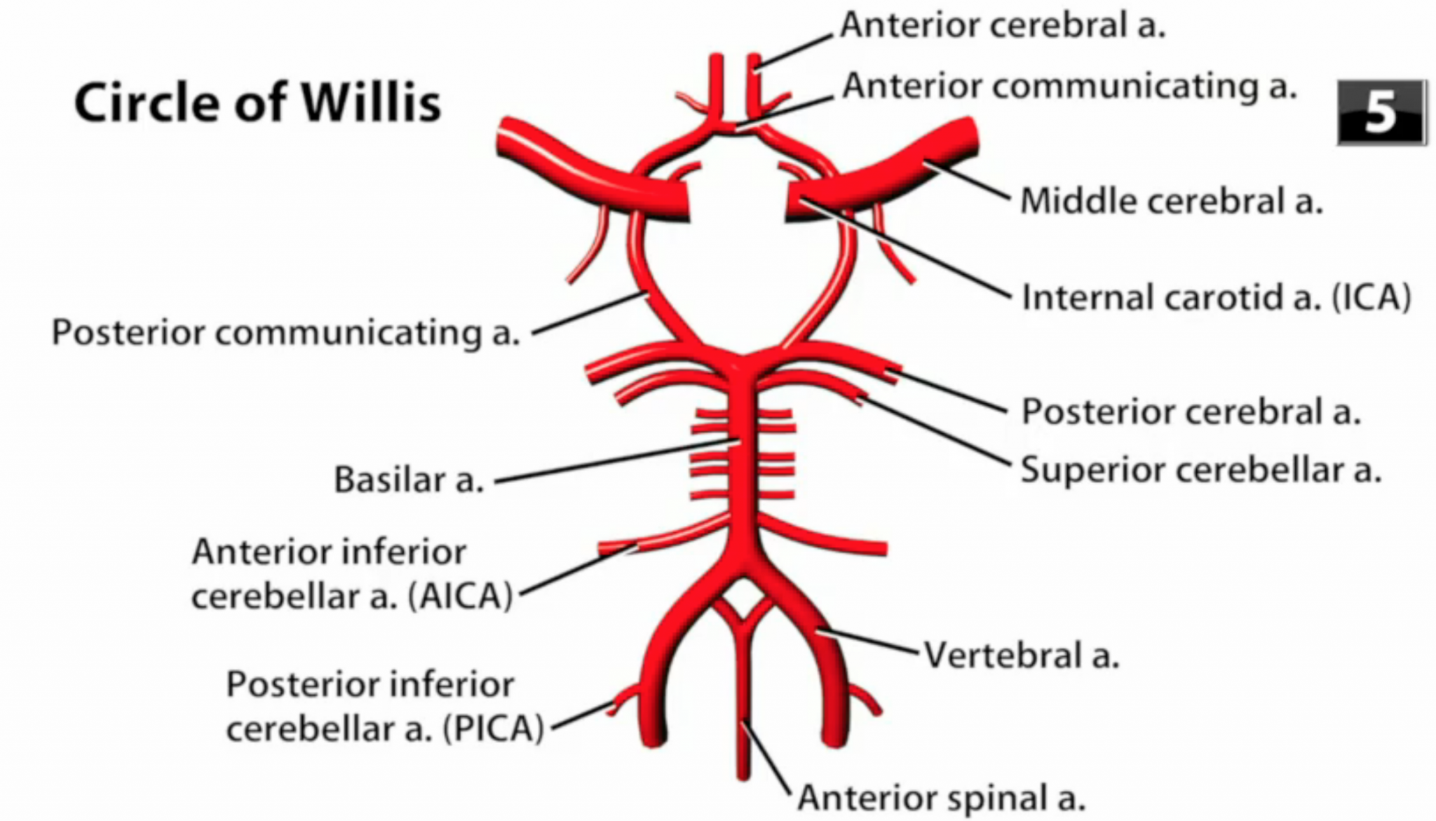 Circle Of Willis Location Anatomy Function And FAQs Circle Of Willis Location Anatomy Function And FAQs