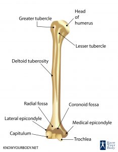 Picture of Humerus Bone