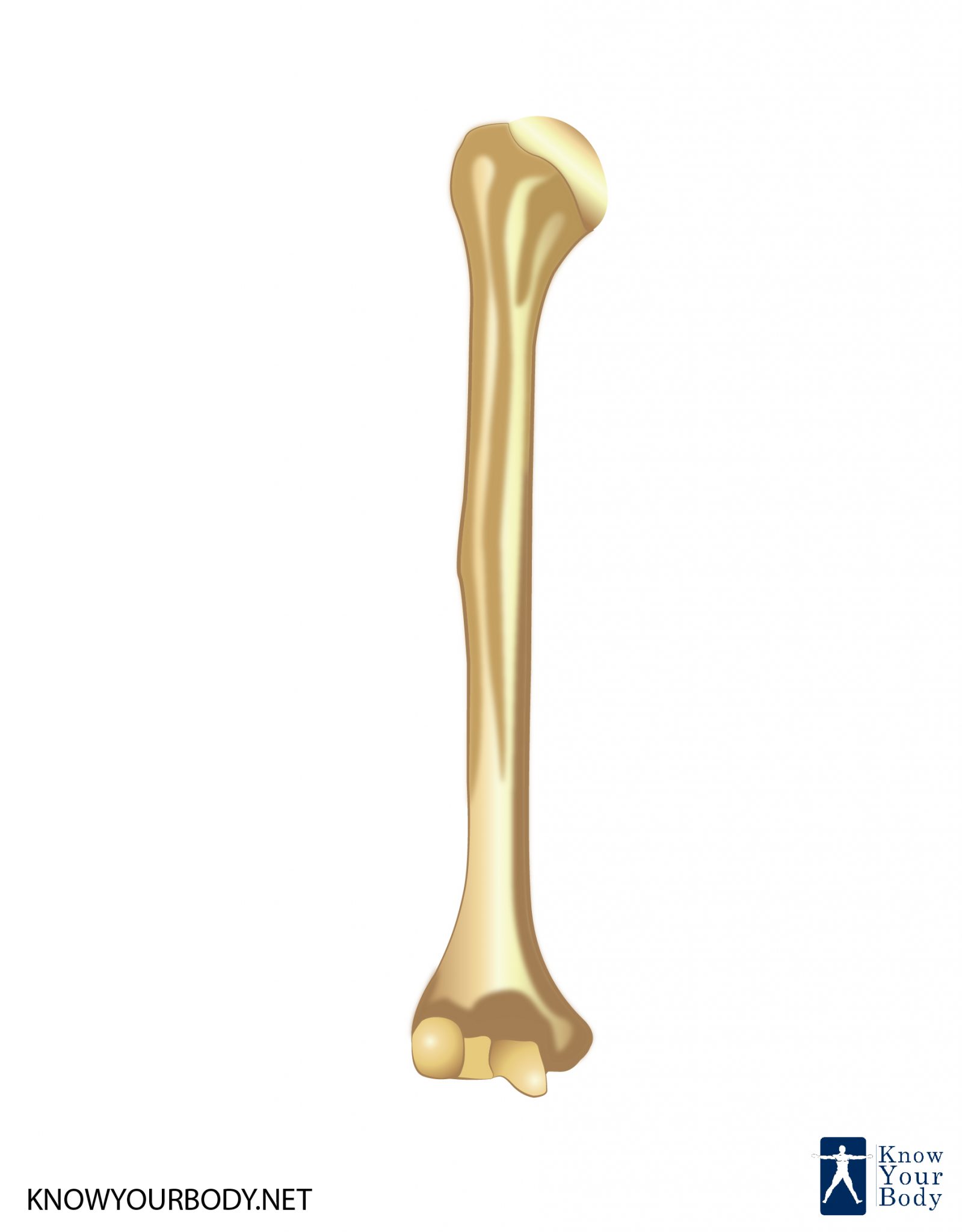 Humerus Bone - Anatomy, Location, Function and FAQs