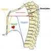 Image of Mediastinum