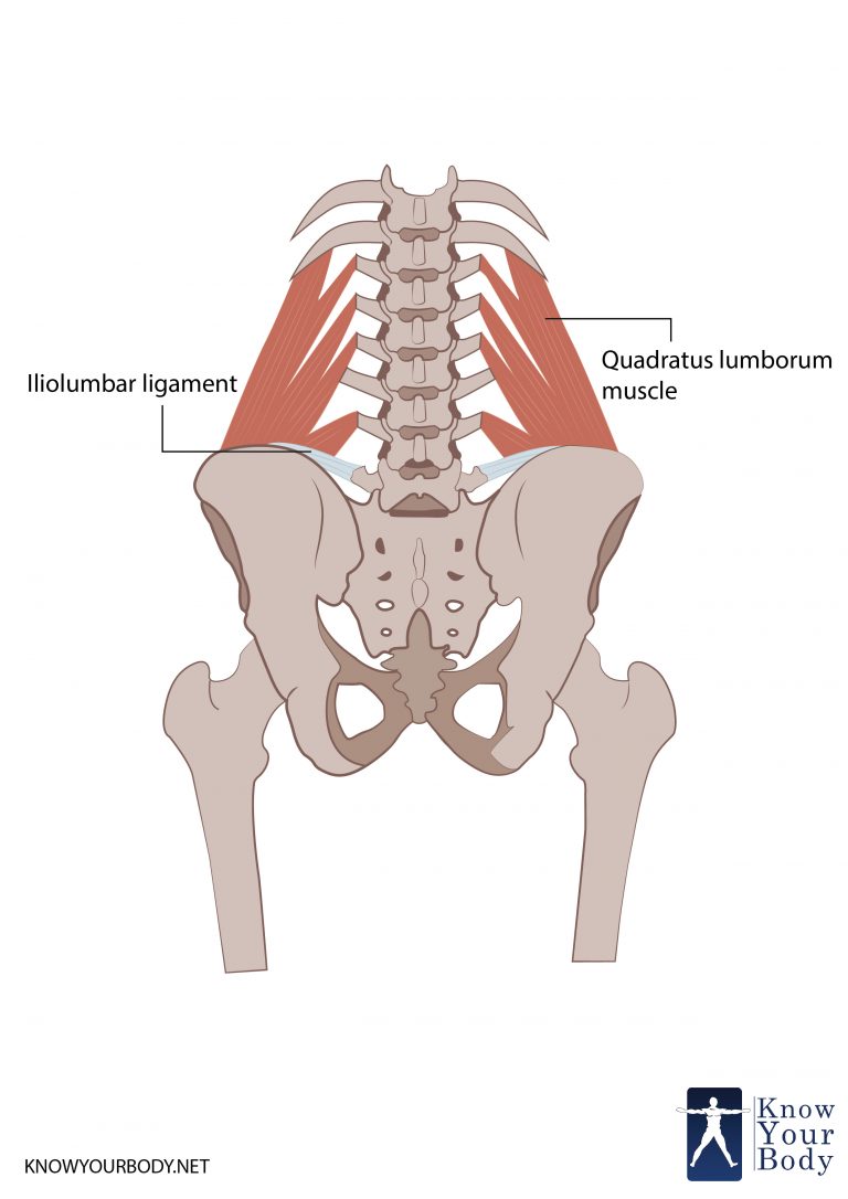 Quadratus Lumborum Anatomy Origin Function And FAQs