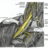 Brachial Plexus Image