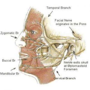 Image of Facial Nerve