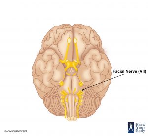 Picture of Facial Nerve