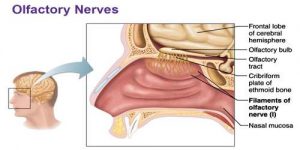 Image of Olfactory Nerve