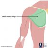 Pectoralis Major Location