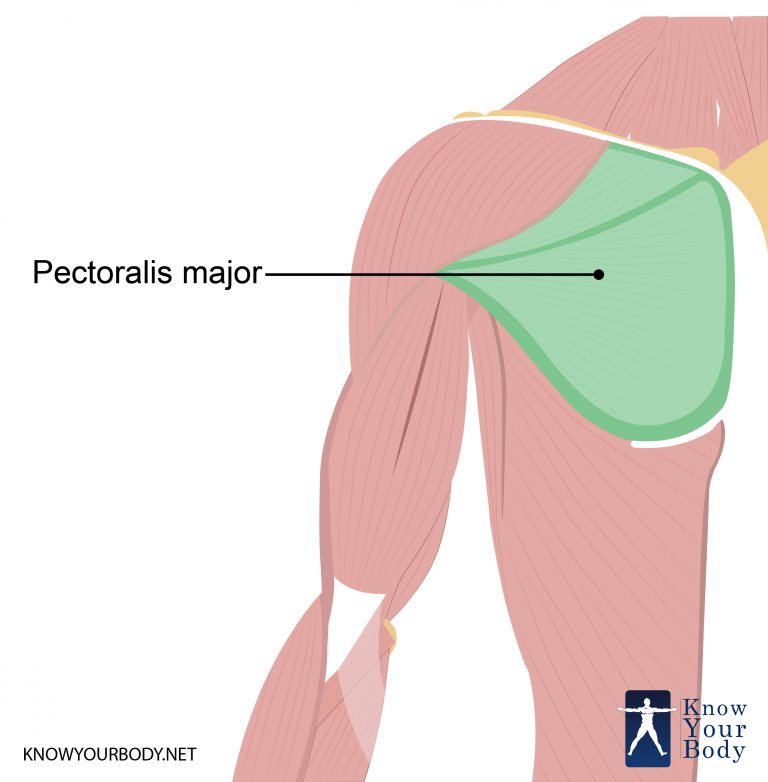 Pectoralis Major Function, Origin, Insertion, Innervation and Location