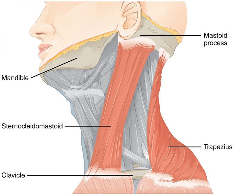 Accessory Nerve Location, Origin, Blood Supply, Function and FAQs
