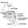 Image of Pharynx