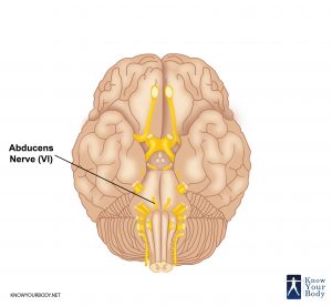 Abducens Nerve Location Picture