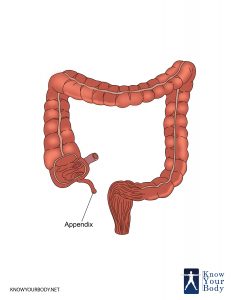 Appendix Location