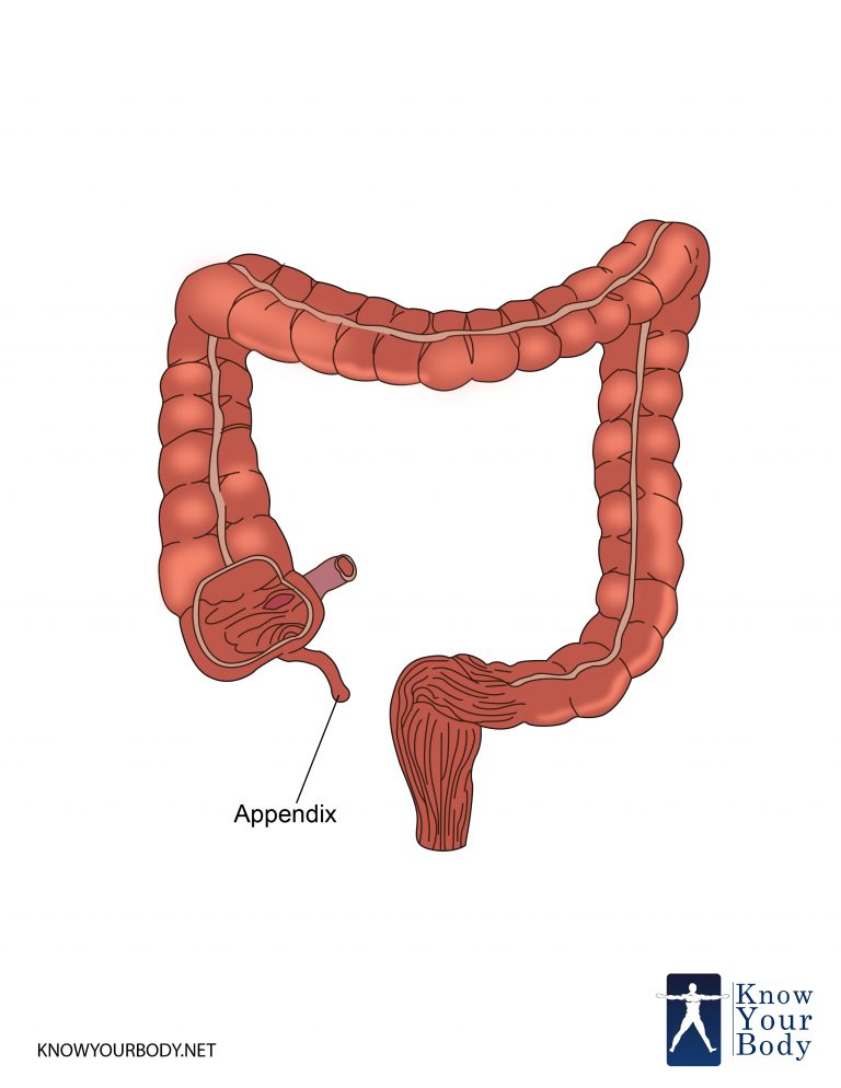 Appendix Location Function Anatomy And Faqs 