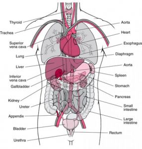Image of Appendix