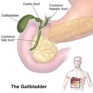 Picture of Gallbladder