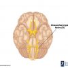 Glossopharyngeal Nerve Location