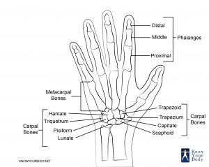 Bones of the Hand Diagram