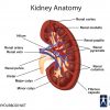 Kidney Location