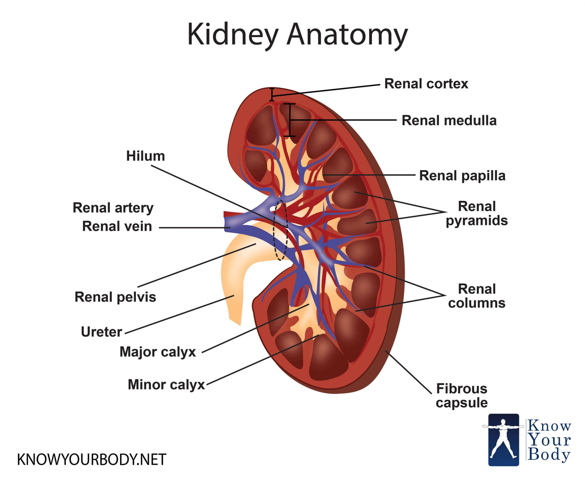 Kidney Location Function Anatomy Diagram And FAQs