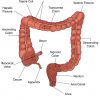 Parts of Large Intestine
