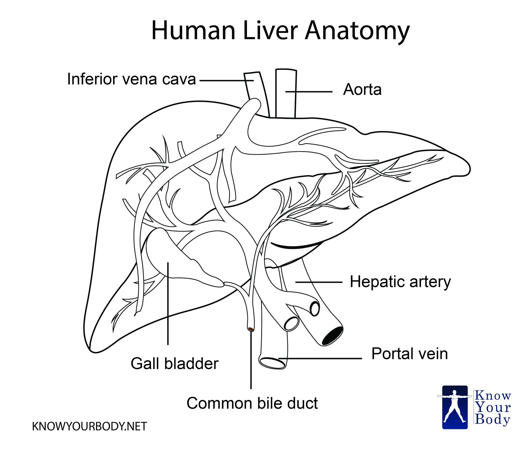 Liver Location, Functions, Anatomy, Pictures, and FAQs