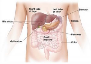 Location of the Liver