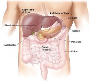 Picture of Liver