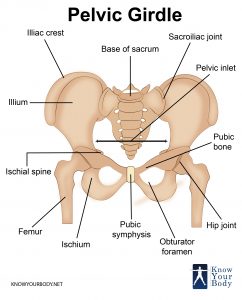 Pelvic Girdle Bones