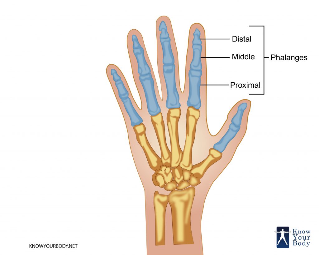 Phalanges Definition, Function, Anatomy, Origin and FAQs