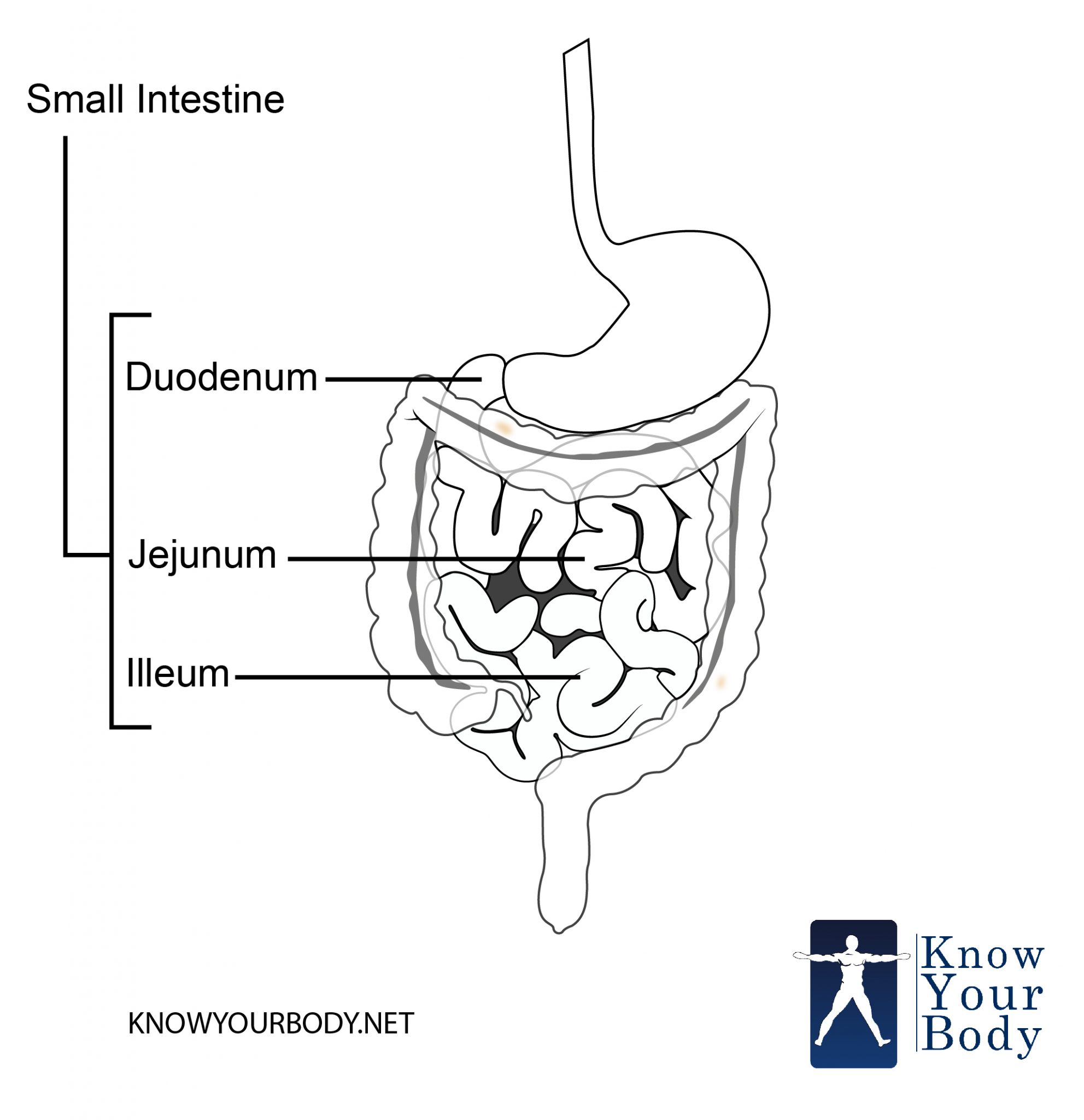 Small Intestine Diagram