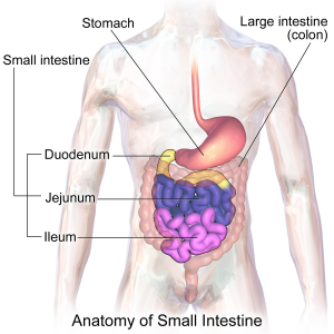 Picture of Small Intestine