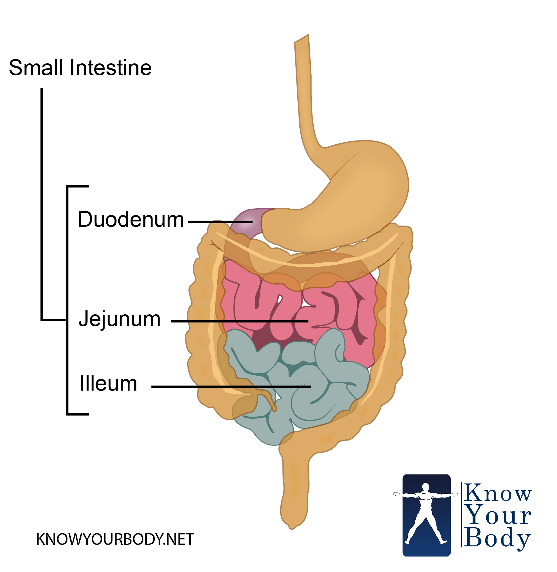 Small Intestine - Function, Anatomy, Location, Length and Diagram